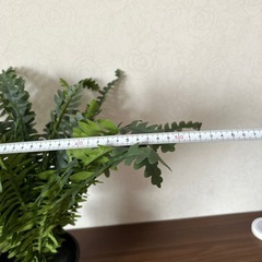 雑貨、観葉植物イミテーションの画像