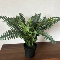 雑貨、観葉植物イミテーションの画像