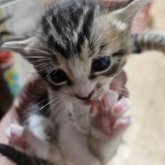 猫の里親募集