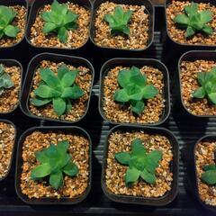 多肉植物・ハオルチア