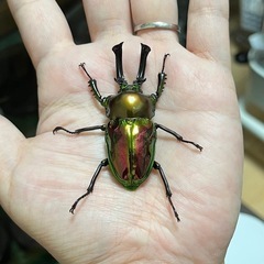ニジイロクワガタ（レッドピカール血統）　爆産セット（♂♀♀♀）