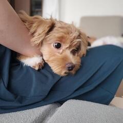 1歳のマルプー　男の子