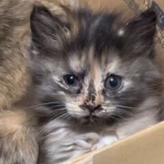 長毛の子猫２ヶ月位🍒メス