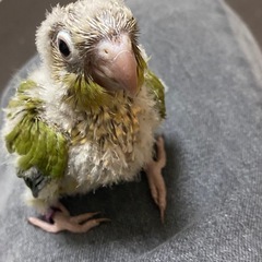 ウロコインコ雛里親募集