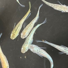 メダカ　シャンパンゴールドラメ　10匹＋αの画像