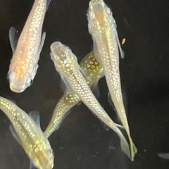 メダカ　シャンパンゴールドラメ　10匹＋αの画像