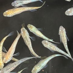 メダカ　シャンパンゴールドラメ　10匹＋αの画像