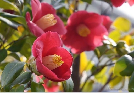 椿盆栽?樹高約55センチ横幅45センチ