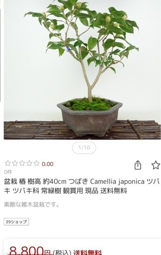 椿盆栽?樹高約55センチ横幅45センチ