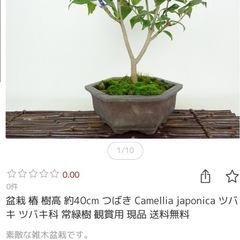 椿盆栽🌸樹高約55センチ横幅45センチの画像