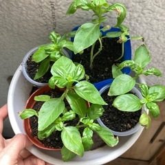 無農薬　スイートバジルの苗　sweet basil seedli...