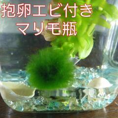 マリモ　抱卵ミナミヌマエビ　ビン　ペット　アクアリウム　水槽タン...