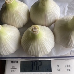 【生ニンニク】5個セット   約370g   2025年度…