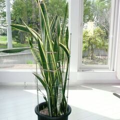 観葉植物