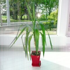 観葉植物