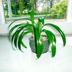 観葉植物