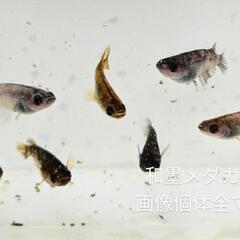 和墨メダカ。画像個体全ての画像