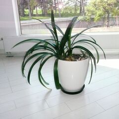 観葉植物