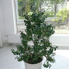 観葉植物