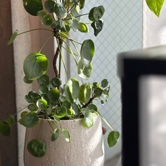 観葉植物　ピレア・ペペロミオイデス　高さ47cm　おしゃれな6号...