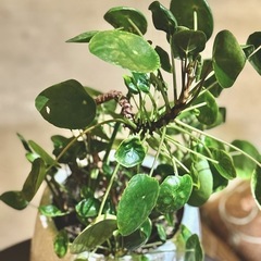 観葉植物　ピレア・ペペロミオイデス　高さ47cm　おしゃれな6号の鉢と受け皿付きの画像