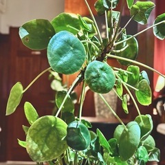 観葉植物　ピレア・ペペロミオイデス　高さ47cm　おしゃれな6号の鉢と受け皿付きの画像