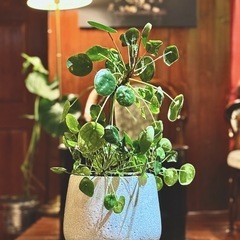 観葉植物　ピレア・ペペロミオイデス　高さ47cm　おしゃれな6号の鉢と受け皿付きの画像