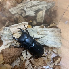 シェンクリングオオクワガタ♂単品