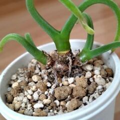 多肉植物モニラリアの画像