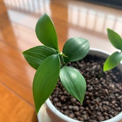 ナギはの木　観葉植物の画像