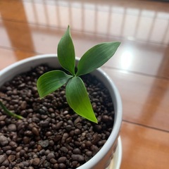 ナギはの木　観葉植物の画像