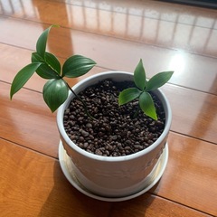 ナギはの木　観葉植物