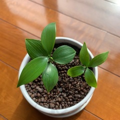 ナギはの木　観葉植物の画像
