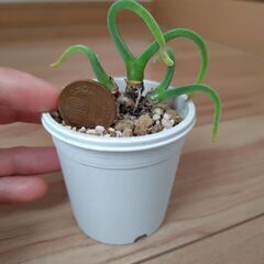 多肉植物モニラリアの画像