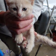 生後一か月くらい、かわいい猫です。