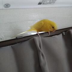 セキセイインコオス