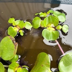 姫布袋草4個