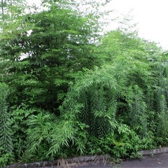 草刈り等のお手伝い募集