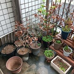植木鉢