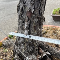 蝦夷松盆栽、アカエゾマツ盆栽、アカエゾマツ盆栽、赤蝦夷松盆栽の画像