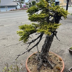 蝦夷松盆栽、アカエゾマツ盆栽、アカエゾマツ盆栽、赤蝦夷松盆栽の画像