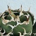 ランキングキーワードに紐づく投稿画像-多肉植物