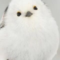 ゆるランメンバー募集
