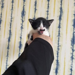 子猫3匹