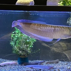 水槽と熱帯魚　一式セット