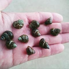 ヒメタニシ10匹　ビォトープ　メダカの画像
