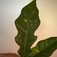 フィロデンドロン リングオブファイア 観葉植物の画像