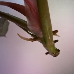 フィロデンドロン リングオブファイア 観葉植物の画像