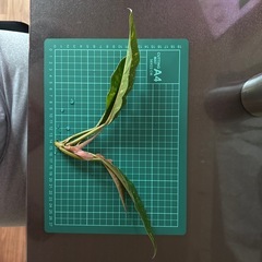 フィロデンドロン リングオブファイア 観葉植物の画像