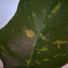 フィロデンドロン リングオブファイア 観葉植物の画像